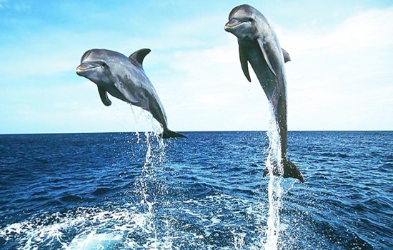 Dolphin Tour Zanzibar kizimkazi